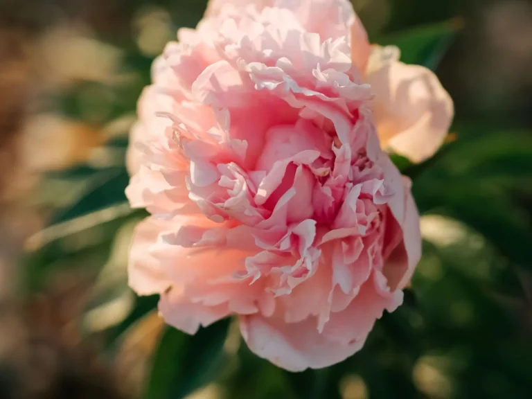 Close-up van een roze bloem in zacht licht